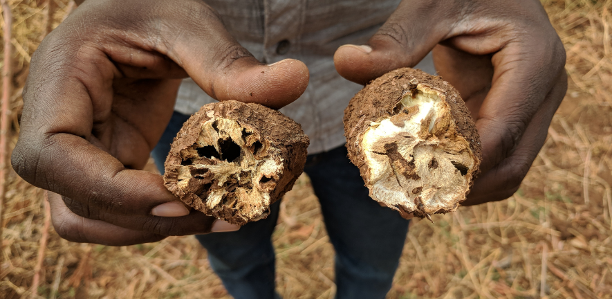 Managing cassava viral epidemics: linking insect transmission and epidemic risk