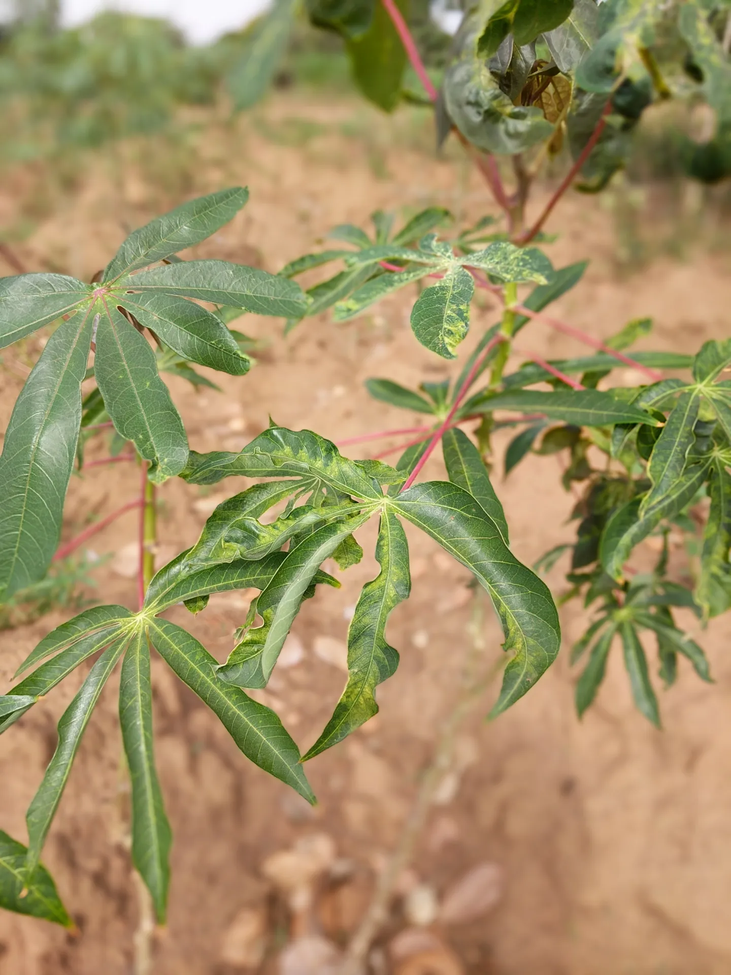 Managing plant viral epidemics: linking insect transmission and epidemic risk